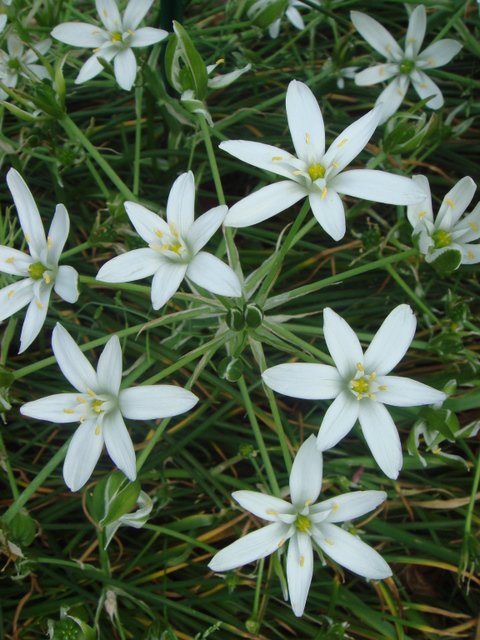 Ornithogallum umbellatum fleur